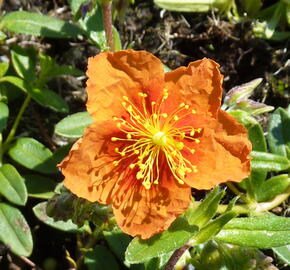 Devaterník 'Bronzeteppich' - Helianthemum 'Bronzeteppich'