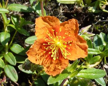 Devaterník 'Bronzeteppich'