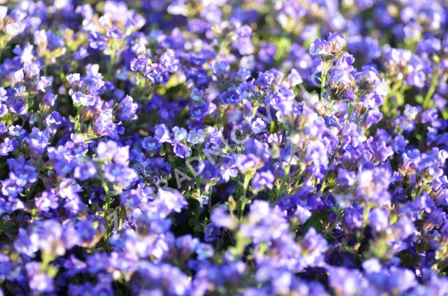 Hledíček 'Dreamcatcher' - Chaenorhinum origanifolium 'Dreamcatcher'