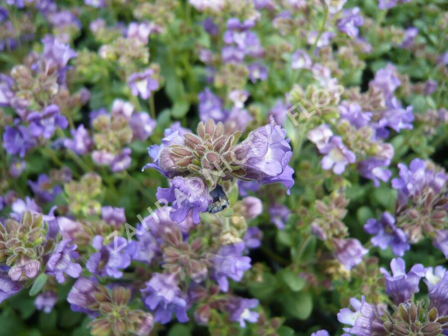 Hledíček 'Dreamcatcher' - Chaenorhinum origanifolium 'Dreamcatcher'