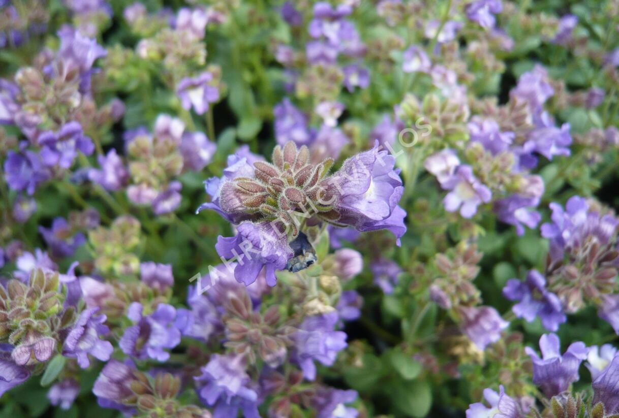 Hledíček 'Dreamcatcher' - Chaenorhinum origanifolium 'Dreamcatcher'