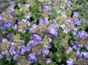 Hledíček 'Dreamcatcher' - Chaenorhinum origanifolium 'Dreamcatcher'
