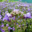 Hledíček 'Dreamcatcher' - Chaenorhinum origanifolium 'Dreamcatcher'