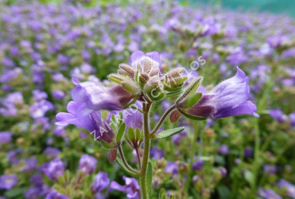 Hledíček 'Dreamcatcher' - Chaenorhinum origanifolium 'Dreamcatcher'