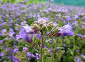Hledíček 'Dreamcatcher' - Chaenorhinum origanifolium 'Dreamcatcher'