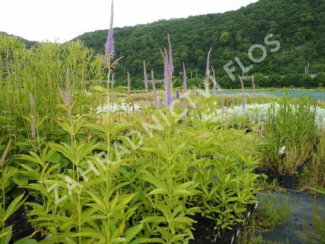 Rozrazilovec viržinský 'Amethyst' - Veronicastrum virginicum 'Amethyst'