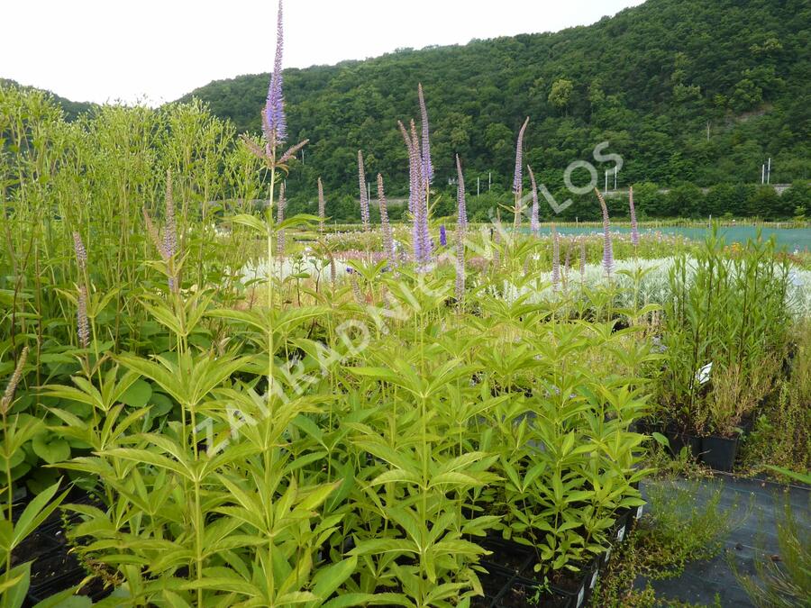 Rozrazilovec viržinský 'Amethyst' - Veronicastrum virginicum 'Amethyst'