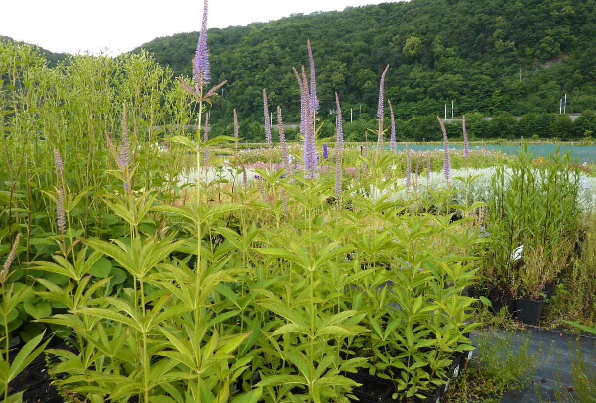 Rozrazilovec viržinský 'Amethyst' - Veronicastrum virginicum 'Amethyst'