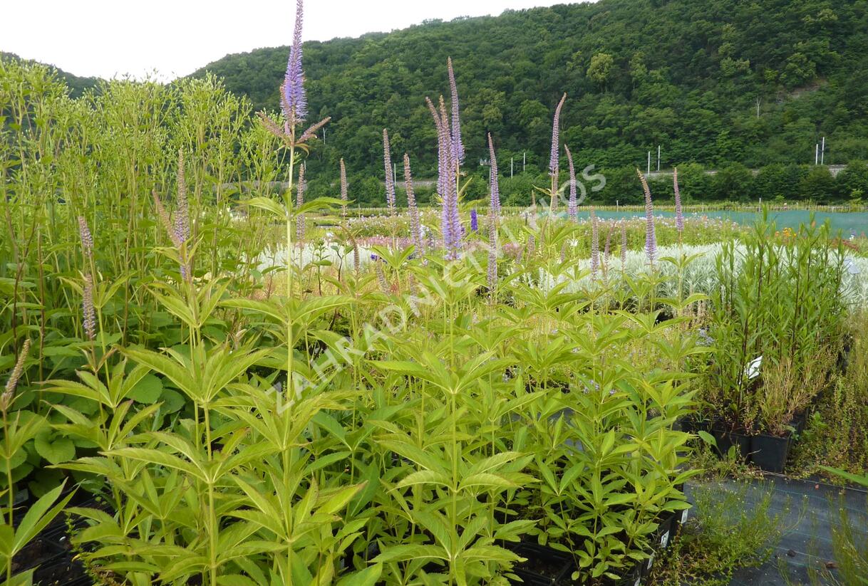 Rozrazilovec viržinský 'Amethyst' - Veronicastrum virginicum 'Amethyst'