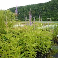 Rozrazilovec viržinský 'Amethyst' - Veronicastrum virginicum 'Amethyst'