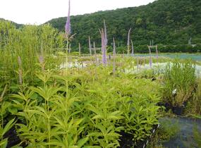 Rozrazilovec viržinský 'Amethyst' - Veronicastrum virginicum 'Amethyst'