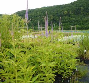 Rozrazilovec viržinský 'Amethyst' - Veronicastrum virginicum 'Amethyst'