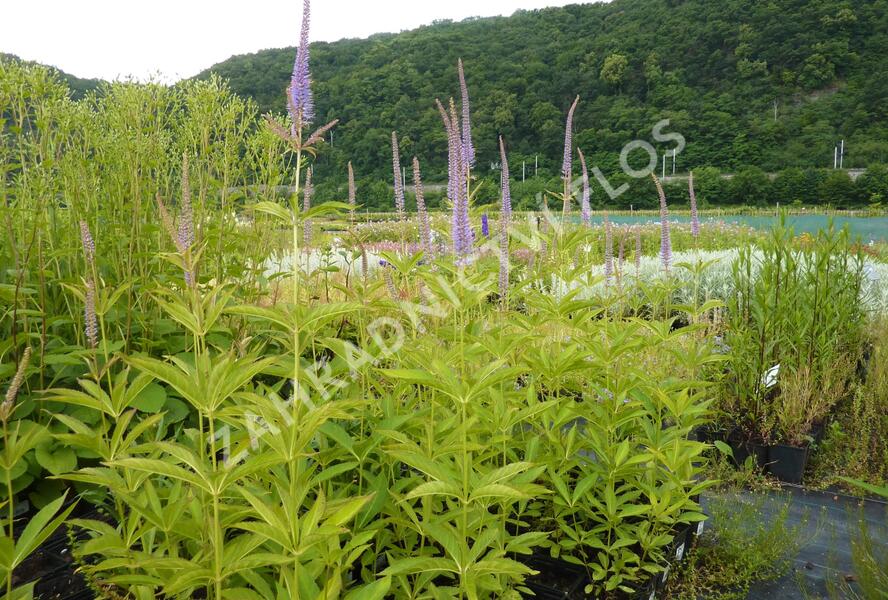 Rozrazilovec viržinský 'Amethyst' - Veronicastrum virginicum 'Amethyst'