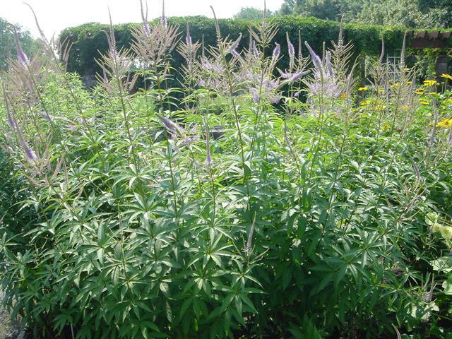 Rozrazilovec viržinský 'Amethyst' - Veronicastrum virginicum 'Amethyst'