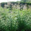 Rozrazilovec viržinský 'Amethyst' - Veronicastrum virginicum 'Amethyst'