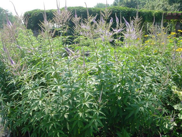 Rozrazilovec viržinský 'Amethyst' - Veronicastrum virginicum 'Amethyst'