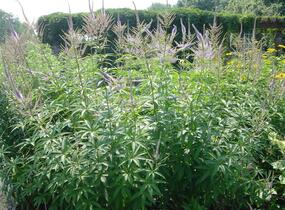 Rozrazilovec viržinský 'Amethyst' - Veronicastrum virginicum 'Amethyst'