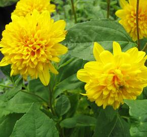 Slunečnice 'Soleil d'Or' - Helianthus decapetalus 'Soleil d'Or'