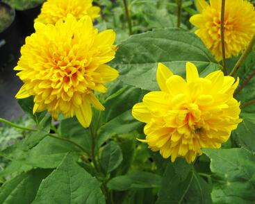 Slunečnice 'Soleil d'Or'