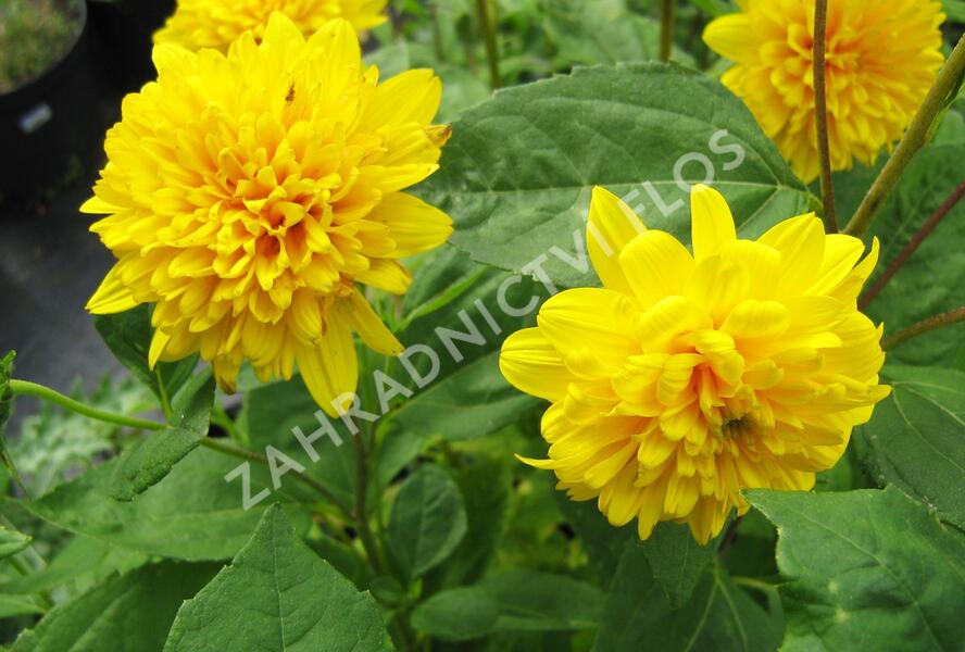 Slunečnice 'Soleil d'Or' - Helianthus decapetalus 'Soleil d'Or'