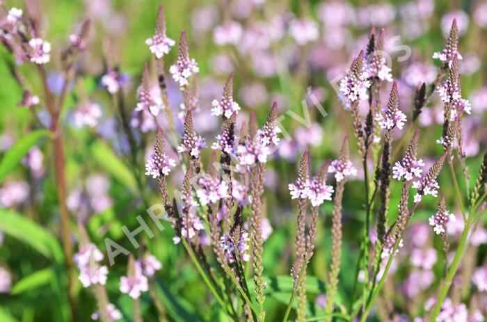 Verbena šípovitá, sporýš 'Pink Spires' - Verbena hastata 'Pink Spires'