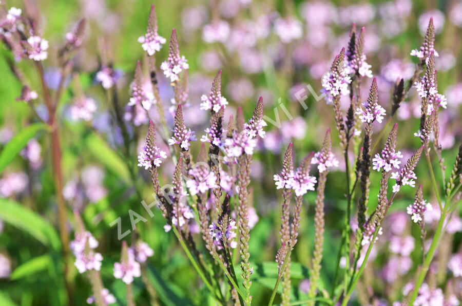 Verbena šípovitá, sporýš 'Pink Spires' - Verbena hastata 'Pink Spires'