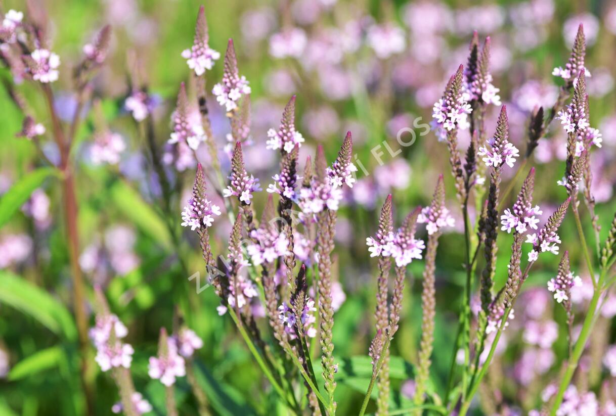 Sporýš šípovitý 'Pink Spires' - Verbena hastata 'Pink Spires'
