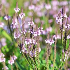 Verbena šípovitá, sporýš 'Pink Spires' - Verbena hastata 'Pink Spires'