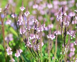 Sporýš šípovitý 'Pink Spires'