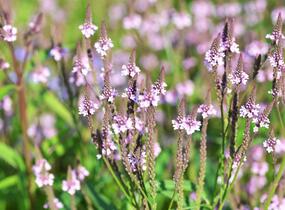 Sporýš šípovitý 'Pink Spires' - Verbena hastata 'Pink Spires'