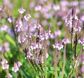 Verbena šípovitá, sporýš 'Pink Spires' - Verbena hastata 'Pink Spires'