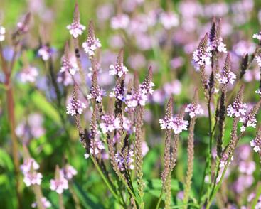 Sporýš šípovitý 'Pink Spires'