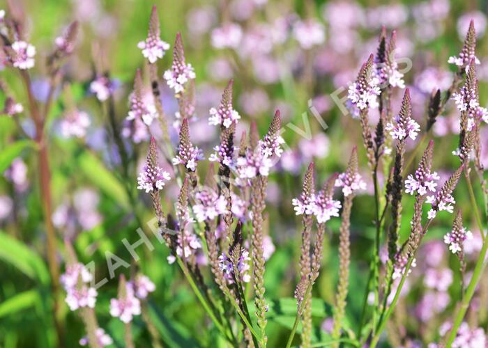 Verbena šípovitá, sporýš 'Pink Spires' - Verbena hastata 'Pink Spires'