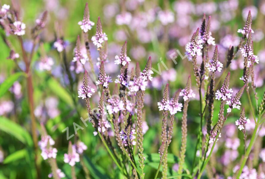 Sporýš šípovitý 'Pink Spires' - Verbena hastata 'Pink Spires'