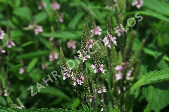 Verbena šípovitá, sporýš 'Pink Spires' - Verbena hastata 'Pink Spires'