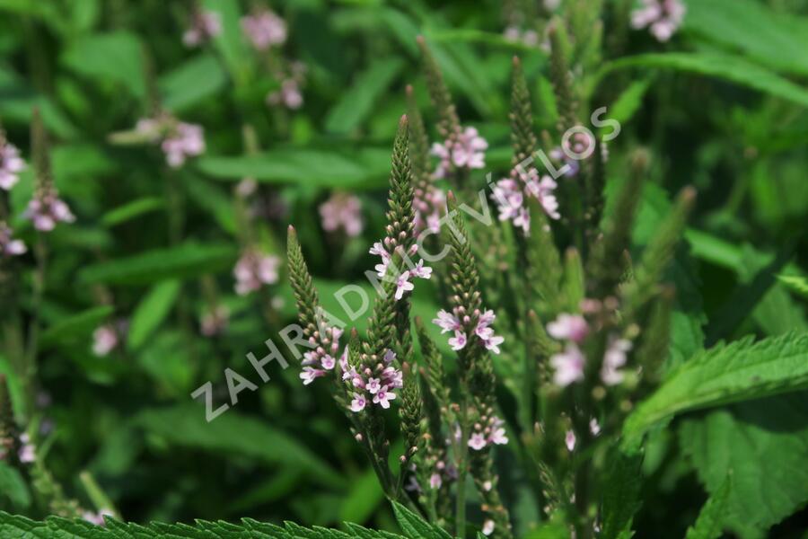 Verbena šípovitá, sporýš 'Pink Spires' - Verbena hastata 'Pink Spires'