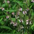 Verbena šípovitá, sporýš 'Pink Spires' - Verbena hastata 'Pink Spires'