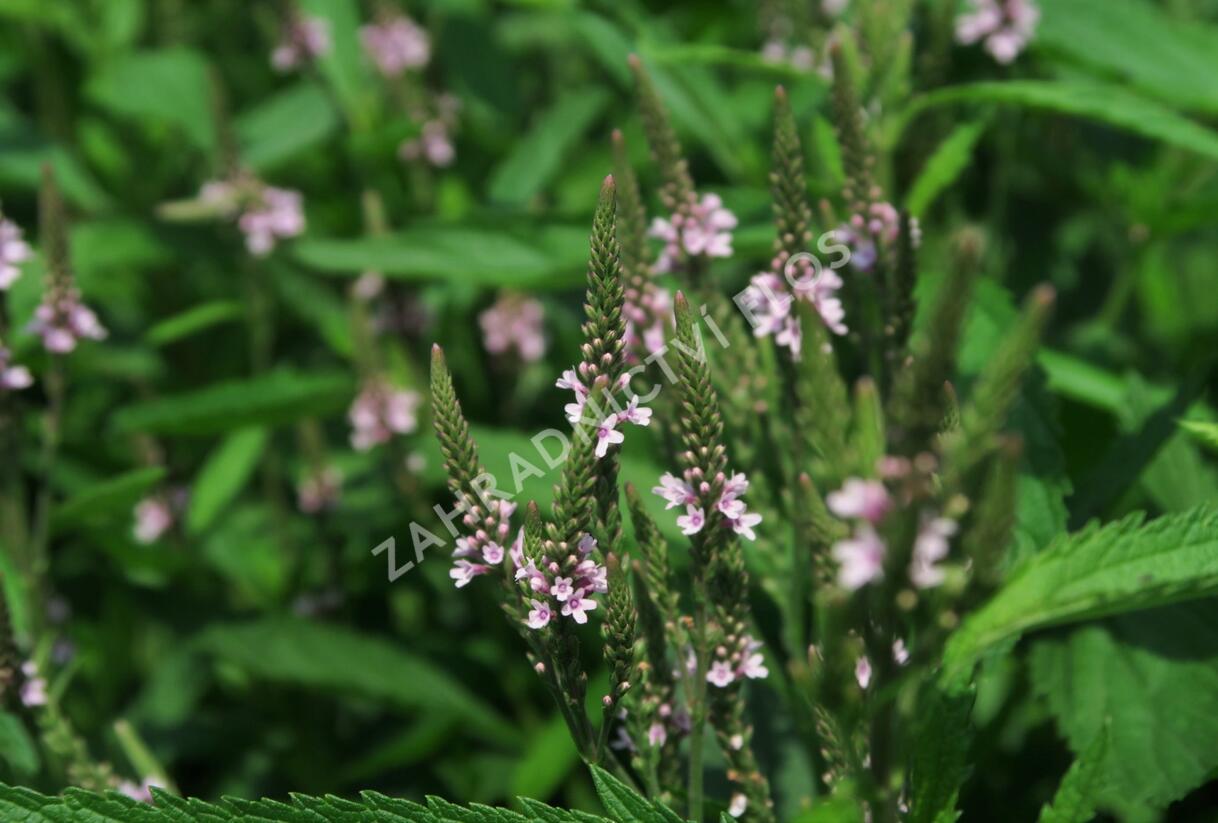 Sporýš šípovitý 'Pink Spires' - Verbena hastata 'Pink Spires'