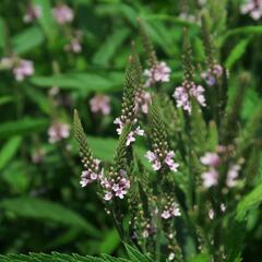 Verbena šípovitá, sporýš 'Pink Spires' - Verbena hastata 'Pink Spires'
