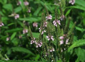 Sporýš šípovitý 'Pink Spires' - Verbena hastata 'Pink Spires'