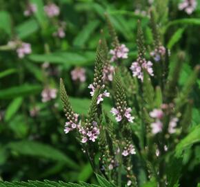 Verbena šípovitá, sporýš 'Pink Spires' - Verbena hastata 'Pink Spires'