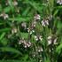verbena-sipovita-sporys-pink-spires.jpg