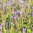 Verbena šípovitá, sporýš 'Blue Spires' - Verbena hastata 'Blue Spires'