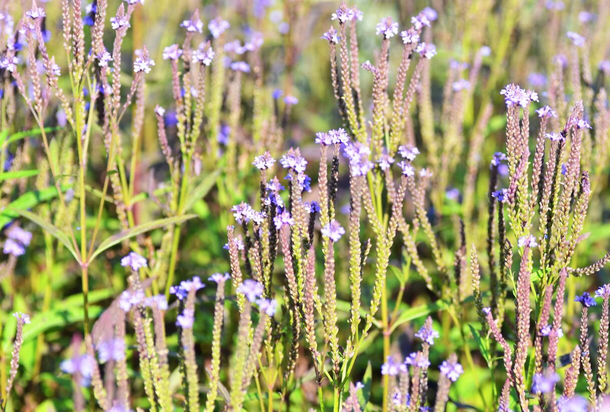 Sporýš šípovitý 'Blue Spires' - Verbena hastata 'Blue Spires'