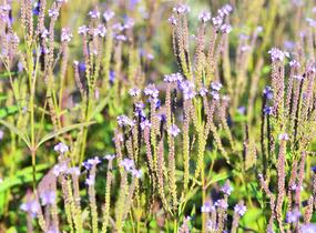Sporýš šípovitý 'Blue Spires' - Verbena hastata 'Blue Spires'