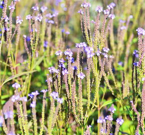 Verbena šípovitá, sporýš 'Blue Spires' - Verbena hastata 'Blue Spires'