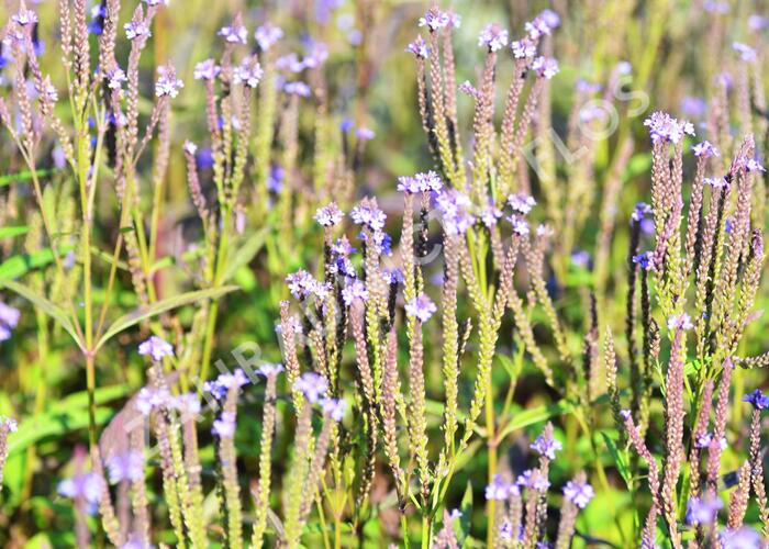 Verbena šípovitá, sporýš 'Blue Spires' - Verbena hastata 'Blue Spires'