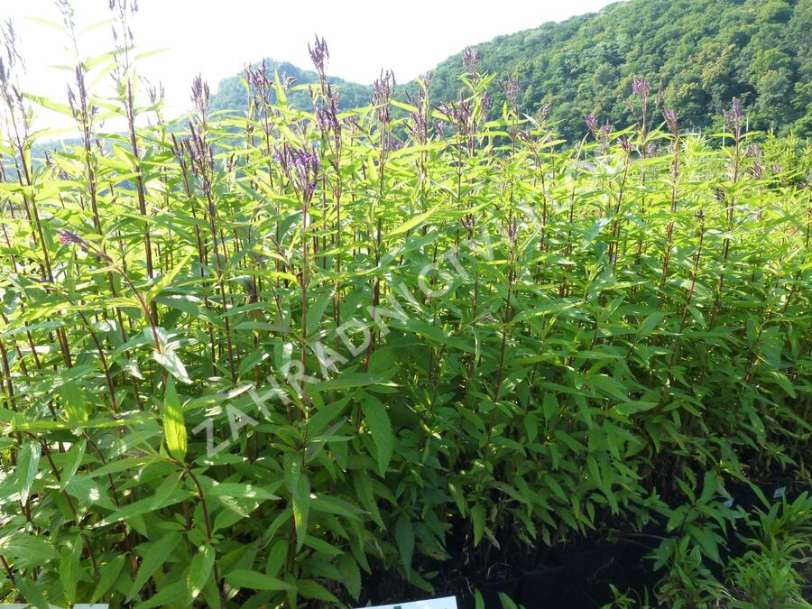 Verbena šípovitá, sporýš 'Blue Spires' - Verbena hastata 'Blue Spires'