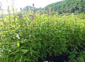 Sporýš šípovitý 'Blue Spires' - Verbena hastata 'Blue Spires'