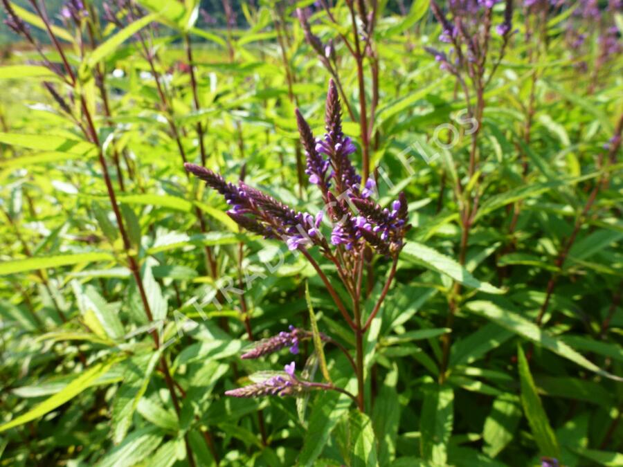 Verbena šípovitá, sporýš 'Blue Spires' - Verbena hastata 'Blue Spires'